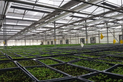 聚碳酸酯防雾滴板材为农业大棚提供解决方案